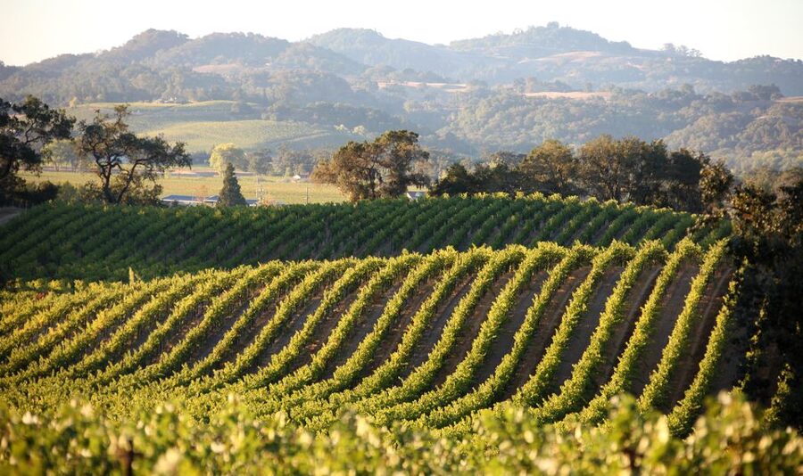 Afternoon: Tour Soap, Olive Oil, Wine Stories of Peza Valley - Why Peza Valley makes a good half-day outing