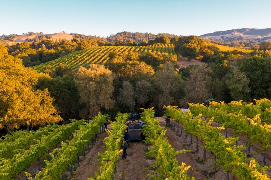 Afternoon: Tour Soap, Olive Oil, Wine Stories of Peza Valley - Peteinos Alianiaris Tavern and the dinner question