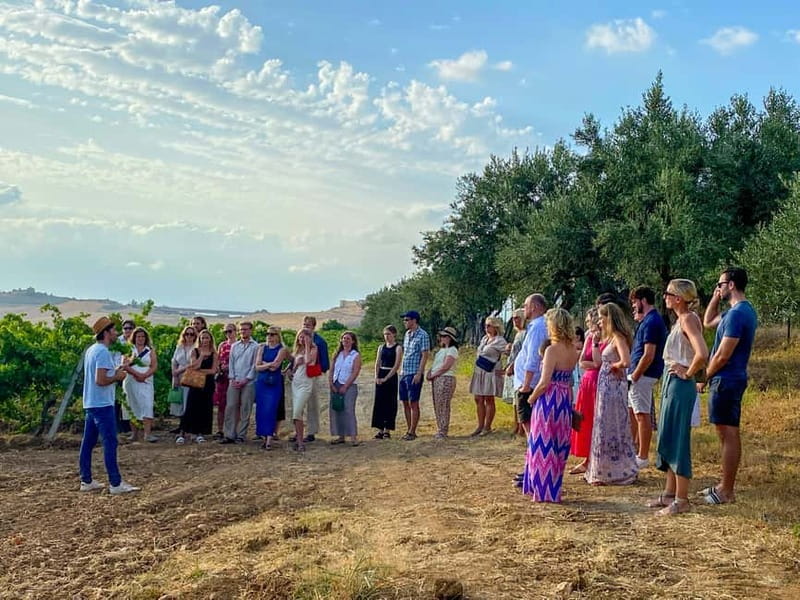 Alcamo: Natural Wine & Olive Oil Tasting - Sicily - A Sicilian farm visit built around natural wine