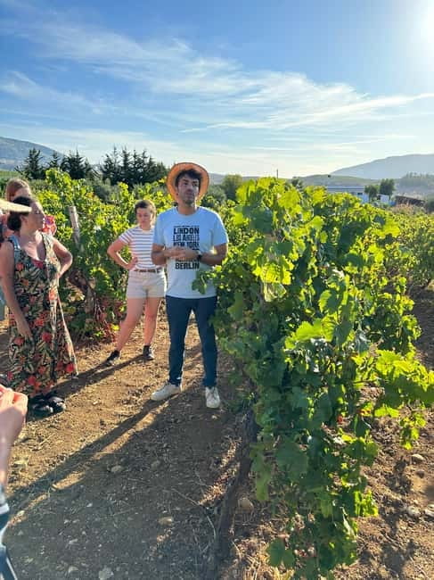 Alcamo: Natural Wine & Olive Oil Tasting - Sicily - Meeting Nicola and the family team
