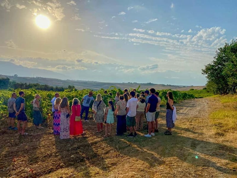Alcamo: Natural Wine & Olive Oil Tasting - Sicily - Is $41 a fair price?