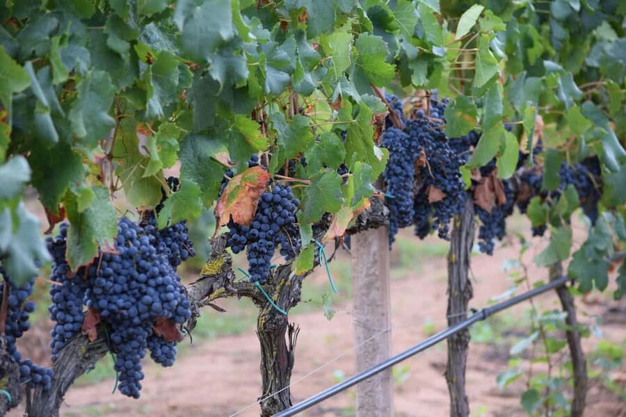 Alghero: Sunset Wine and Olive Oil Tour in Boutique Winery - What the guide adds to the visit