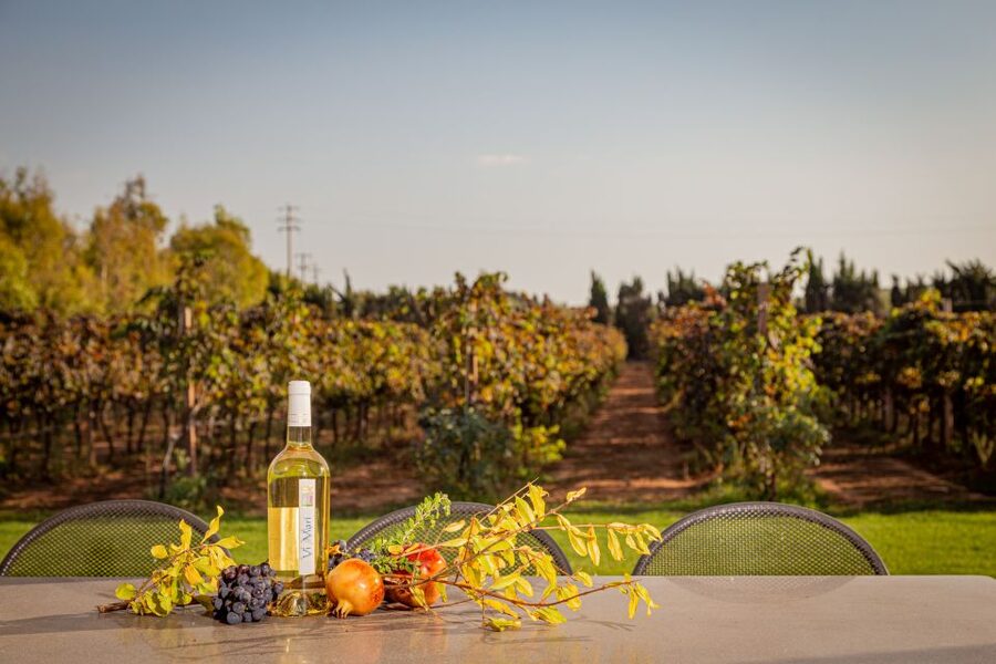 Alghero: Wine and Olive Oil Tasting at a Local Farm - Add the vineyard walk if you have time
