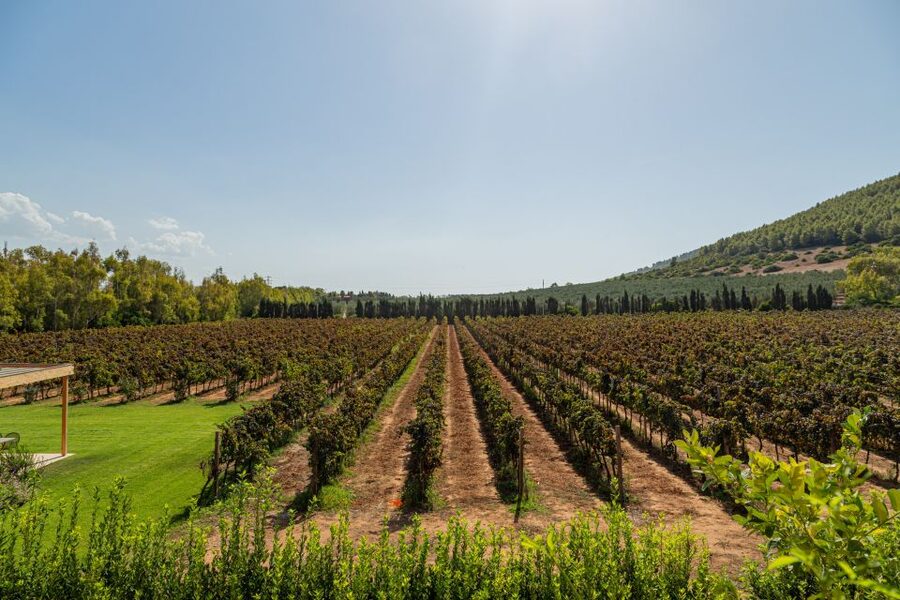 Alghero: Wine and Olive Oil Tasting at a Local Farm - A few practical booking tips