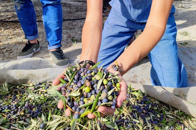 Alicante Olive Oil Tour - Key points to know before booking