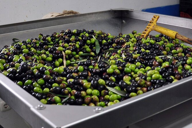Alicante Olive Oil Tour - Who will enjoy this olive oil tour?