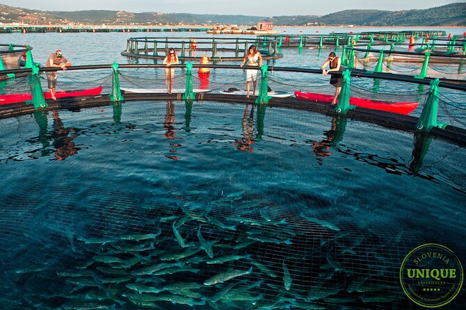 An Unforgettable Day With Fish, Wine and Olive Oil Tasting - Is $79.82 Good Value?