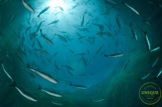 An Unforgettable Day With Fish, Wine and Olive Oil Tasting - Booking, Weather, and Cancellation Details