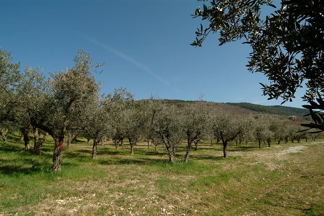 Apprentice Olive Oil taster for a day! - Learning how to taste extra virgin olive oil