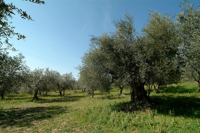 Apprentice Olive Oil taster for a day! - Starting at Tili Vini outside Assisi