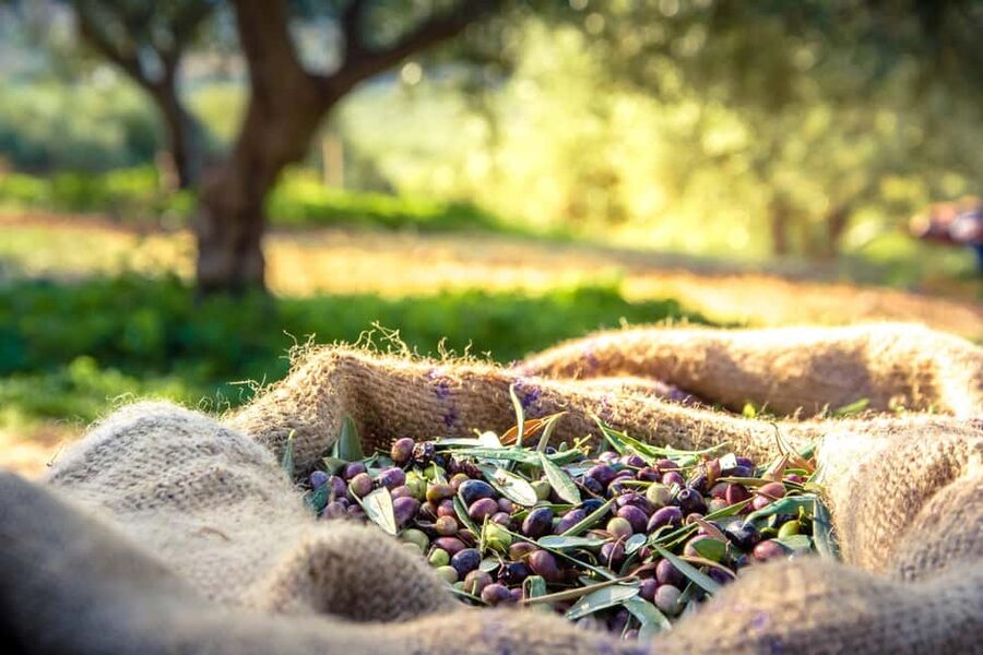 Argostoli & Beyond: Culture, Villages, Olive Oil & Honey - Kastro village and the optional castle visit