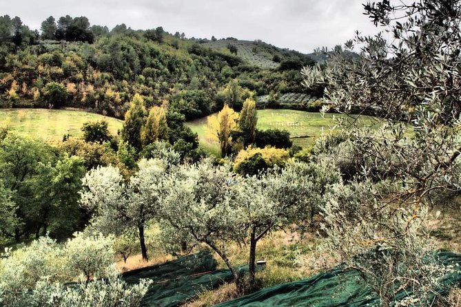 Assisi, Deruta & organic gourmet lunch at the olive oil farmhouse from SIENA - Is $671.41 per person fair value?