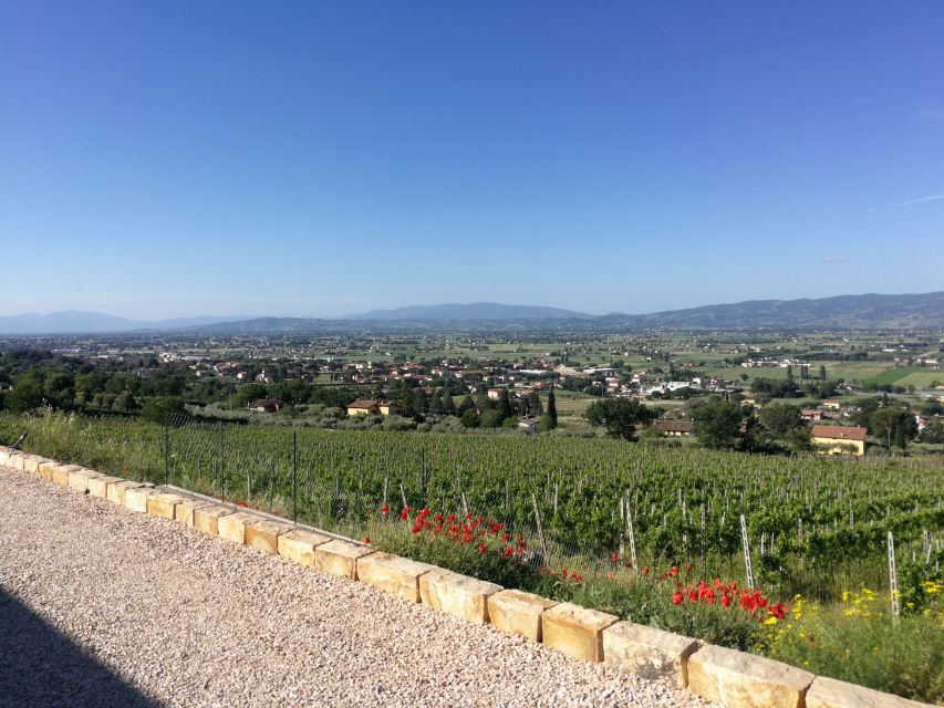 Assisi: Organic Balsamic Vinegar, Olive Oil & Wine Tour - A working winery, cellar, and bottling room