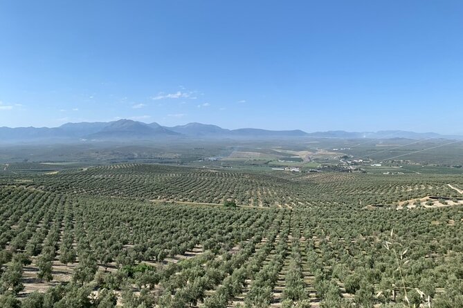 Authentic Olive Oil Tasting in Cordoba, Spain - Is $27 a fair price?