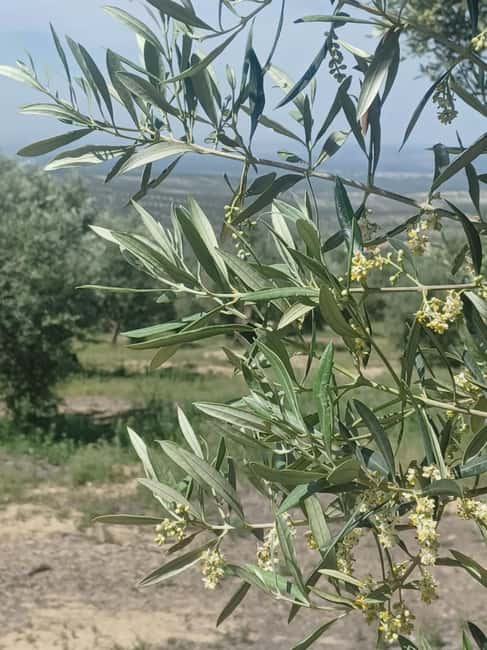 Baeza: Visit to an Organic Olive Grove + Oil Tasting - Who will enjoy this most