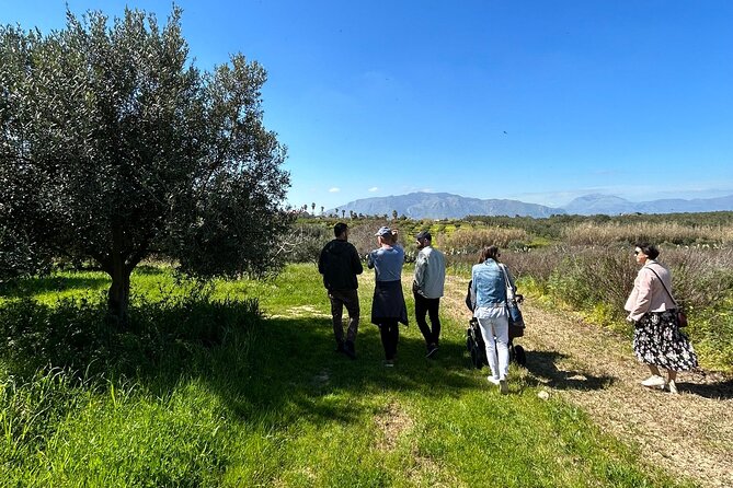 Balestrate Olive Grove Tour: Wine and Olive Oil Tasting - Starting among the olive trees near Balestrate