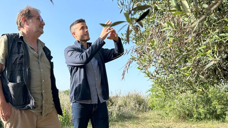 Balestrate: Olive Grove Tour with Wines & Olive Oil Tasting - Key points to know before booking