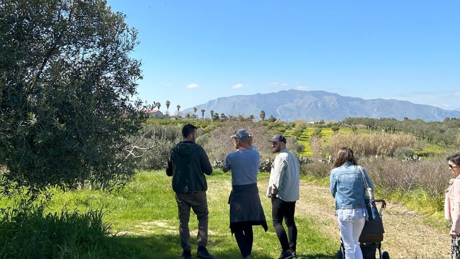 Balestrate: Olive Grove Tour with Wines & Olive Oil Tasting - Starting near Balestrate, not in central Palermo