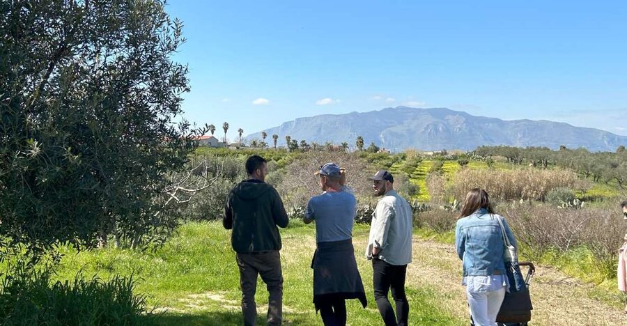 Balestrate: Olive Grove Tour with Wines & Olive Oil Tasting - Walking among the family olive trees