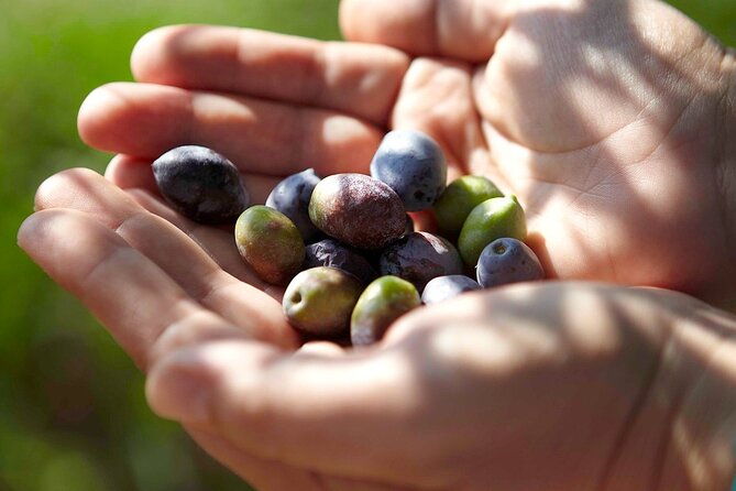 Bio Farm Private Olive Oil Tasting, Farm to Fork Meal & Temple of Poseidon Tour - What arrives at the farm table