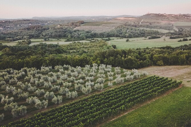 Buje: Authentic Istrian family farm, guided walk, foods & wine - Understanding how extra virgin olive oil is made