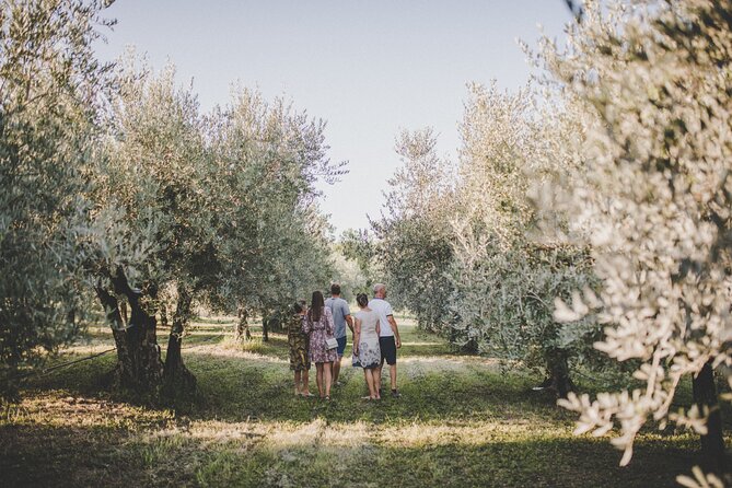 Buje: Authentic Istrian family farm, guided walk, foods & wine - The tasting under the shade tree