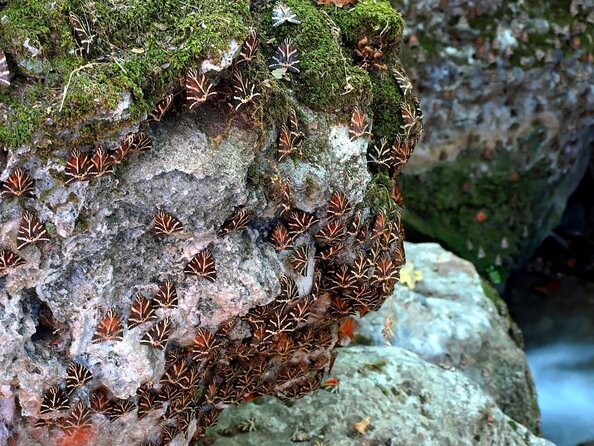 Butterfly Valley & Wine, Olive Oil, Honey Tasting Tour (Small Group) - Key points before you book