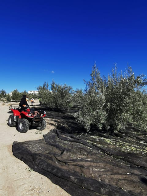 Cazorla: Oleotour - Olive Oil Culture Initiation - What the two-hour schedule means for you