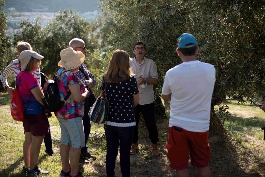 Cazorla: Olive grove and mill tour - From ancient trees to a modern oil mill