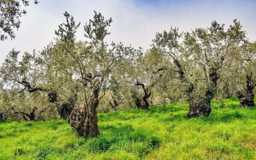 Chania: Authentic Crete Villages Tour & Olive Oil Tasting - The olive oil tasting and ancient tree