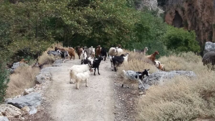 Chania: Milia Mountain Tour w/Lunch Olive Oil/Wine Tastings - The Topolia Gorge drive back