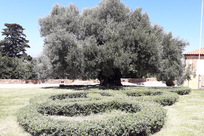 Chania Old Town - Millennial Olive Tree - Olive Oil Mill - Tatiana and the value of a private guide