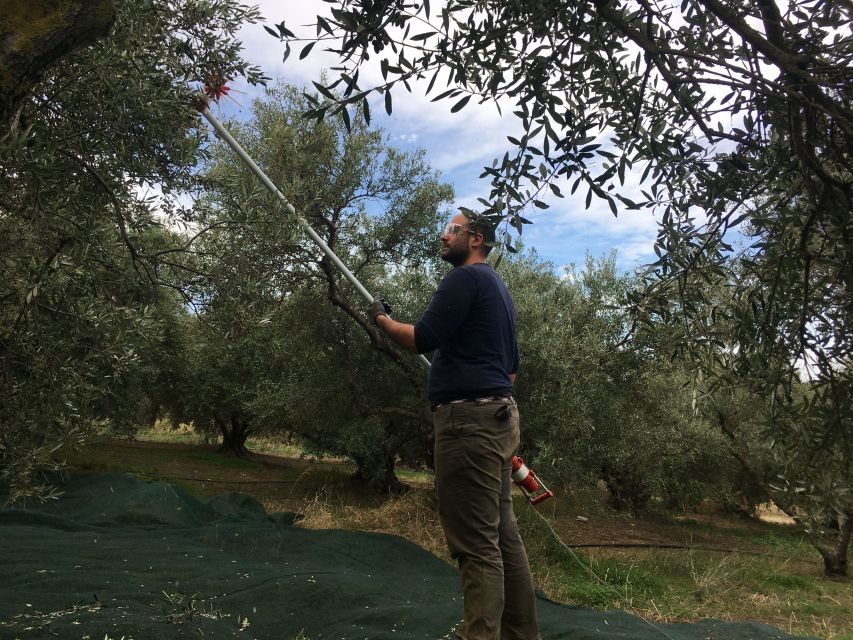 Chania Private Olive Oil Tour: Oil Tasting & Villages Tour - How the 7.5-hour schedule feels