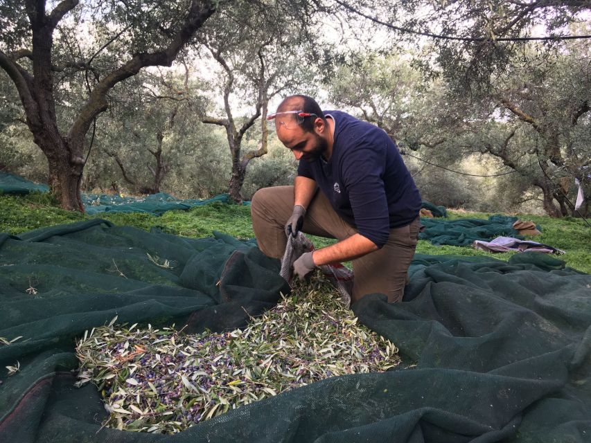 Chania Private Olive Oil Tour: Oil Tasting & Villages Tour - Inside a private olive grove