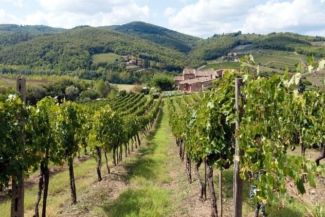 Chianti from Florence:PRIVATE Wine, Olive Oil Tasting in the Tuscan countryside - Leaving Florence for the Chianti hills