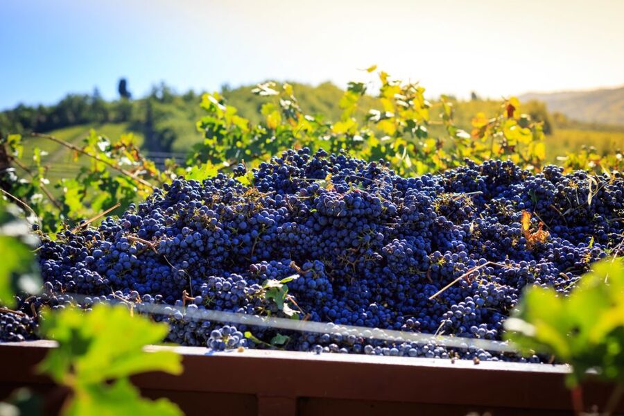 Chianti: Wine and Olive Oil Tasting with Cellar Tour - Key points to know before you go
