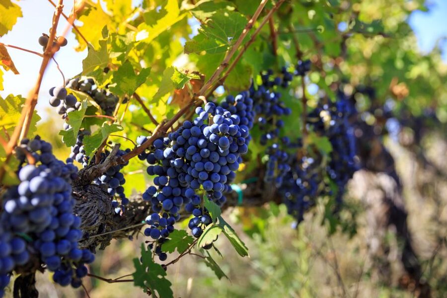 Chianti: Wine and Olive Oil Tasting with Cellar Tour - Visiting the Orciaia olive oil room