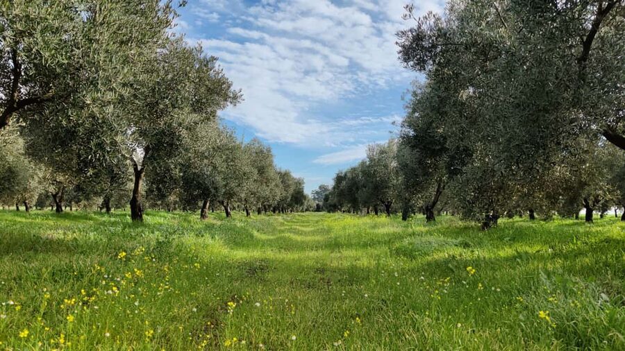 Córdoba: Visit a family organic olive grove with tasting - Should you book the Renacer olive grove visit?