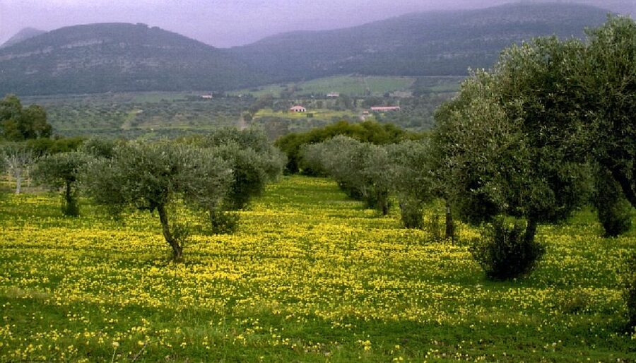 Corfu: Hiking in Olive Groves,Village,Sunset,with Swim Stop - The swim stop at Limni’s twin beaches