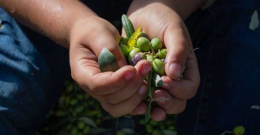 Corfu: Organic Olive Oil Farm Tour with Transfer and Tasting - From harvesting to pressing and bottling