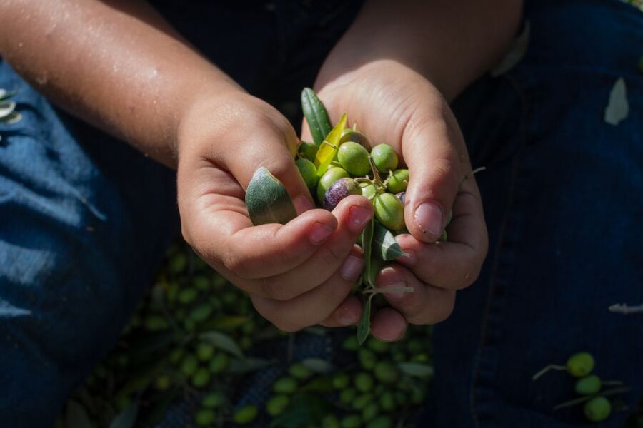 Corfu: Organic Olive Oil Farm Tour with Transfer and Tasting - Starting with pickup from Corfu Town or the port