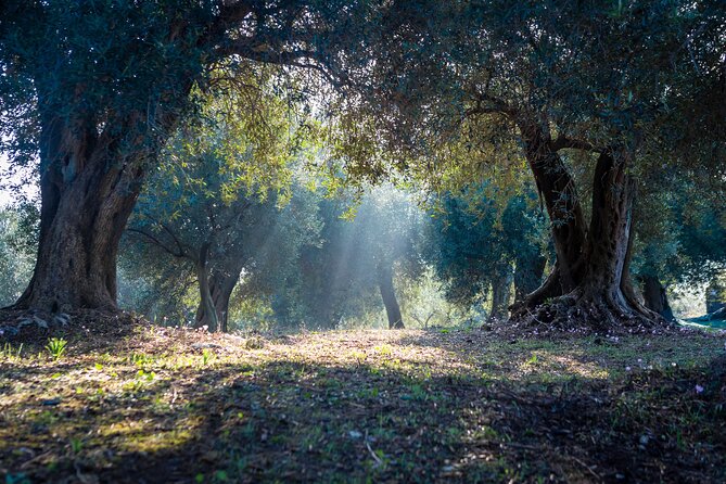 Corfu Organic Olive Oil Tasting at Family Farm - Why an Olive Farm Is Worth Your Morning