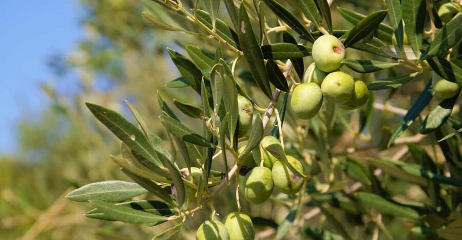 Cres: Olive Oil Walking Tour with Tastings - Why Cres olive oil makes a good walking tour
