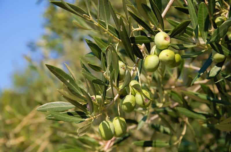 Cres: Olive Oil Walking Tour with Tastings - Inside the island’s only olive oil mill