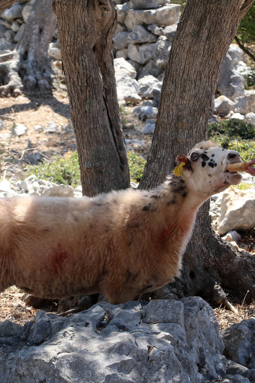 Cres: Olive Oil Walking Tour with Tastings - What the $47 price includes