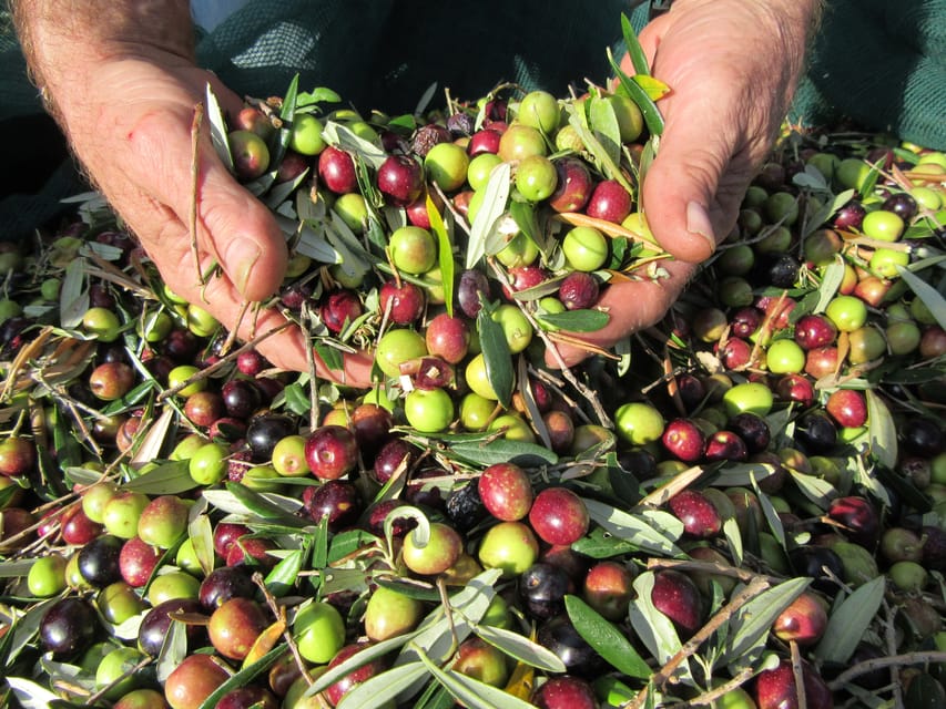 Cres: Olive Oil Walking Tour with Tastings - Practical tips for a smoother visit