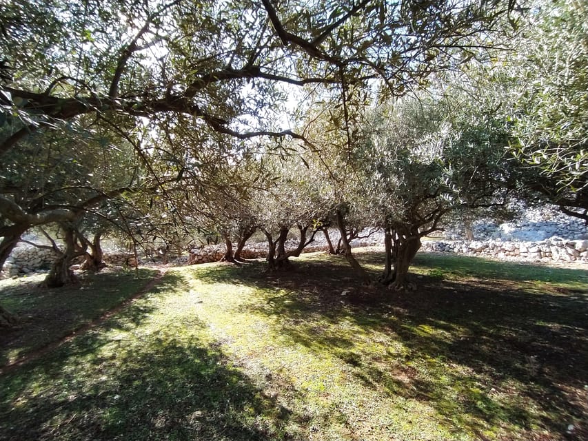 Cres: Olive Oil Walking Tour with Tastings - Should you book the Cres olive oil tour?