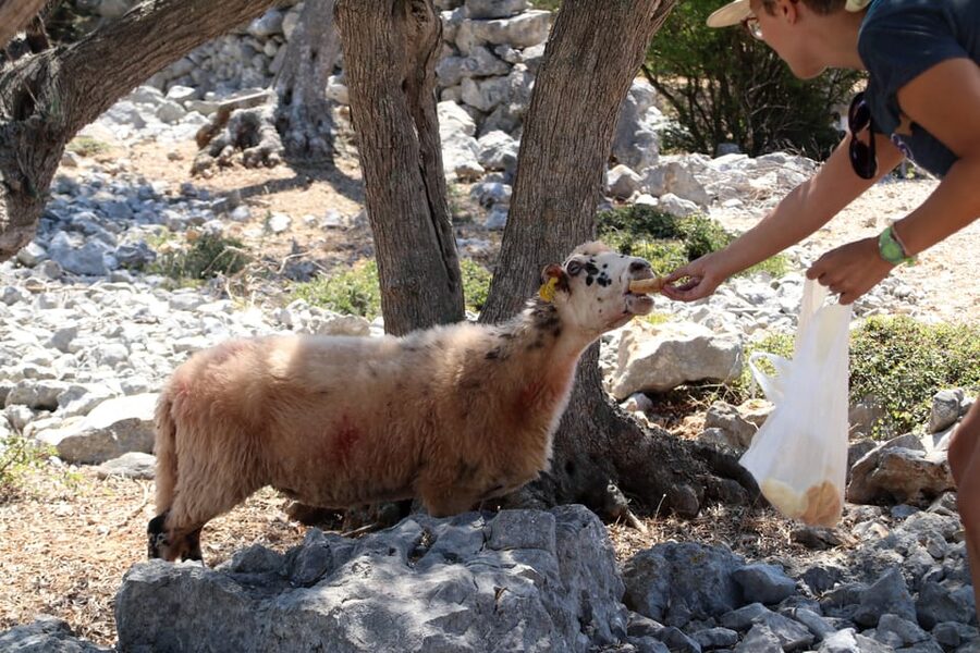 Cres: Olive Oil Walking Tour with Tastings - Walking the old olive groves near Cres