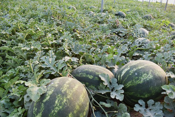 Cretan Farm Tour with Cheese-Making, Olive Oil Tasting & Picnic - Raki, homemade drinks, and the pace of the meal