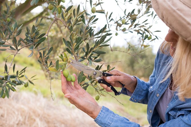Cretan Wines & Olive oil tour - The treasures of Crete - The small group changes the feel of the day